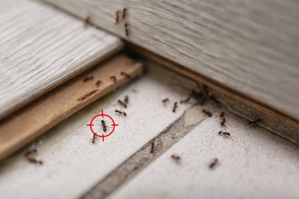Flea Control Services in Flomaton, AL