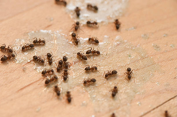 Best Wildlife Control Services  in Flomaton, AL