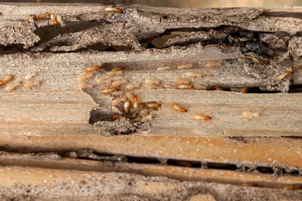 Best Affordable Pest Control Services  in Flomaton, AL